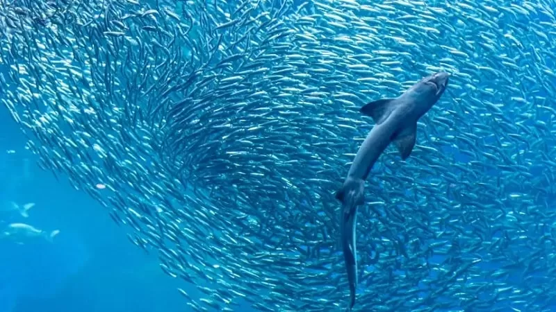 A Sabedoria da Sardinha: Lições Valiosas do Mercado Financeiro