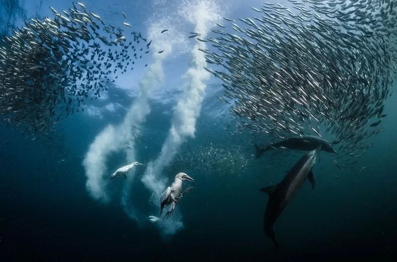 Fazer financiamento é uma “sardinhagem”?
